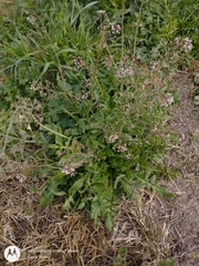 Capsella bursa-pastoris