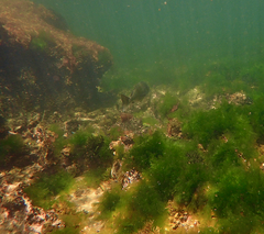 Acanthopagrus butcheri