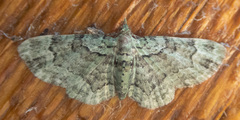 Pasiphila rectangulata