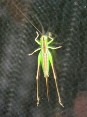 Conocephalus bilineatus