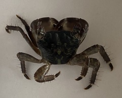 Pachygrapsus transversus