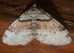 Xanthorhoe labradorensis