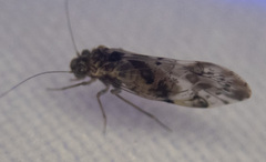 Trichadenotecnum majus