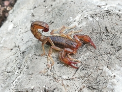 Mesomexovis variegatus