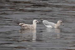 Larus argentatus × glaucescens