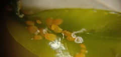 Diaphorina citri
