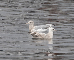 Larus argentatus × glaucescens