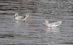 Larus argentatus × glaucescens