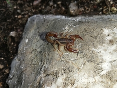 Mesomexovis variegatus