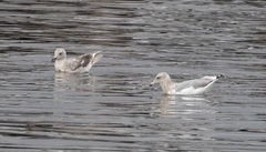 Larus argentatus × glaucescens