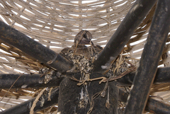 Streptopelia senegalensis