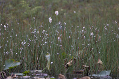 Eriophorum chamissonis