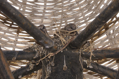 Streptopelia senegalensis