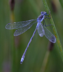 Lestes disjunctus
