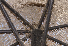 Streptopelia senegalensis