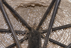 Streptopelia senegalensis