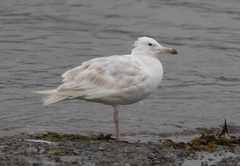 Larus hyperboreus
