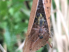 Phonognatha graeffei
