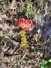 Crassula coccinea