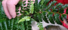 Polystichum proliferum