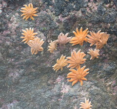 Stichaster australis