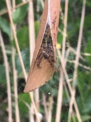 Phonognatha graeffei