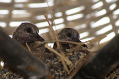 Streptopelia senegalensis