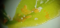 Diaphorina citri