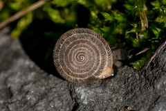 Oestophorella buvinieri