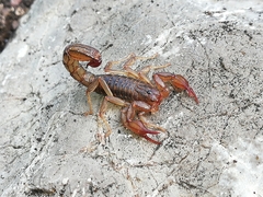 Mesomexovis variegatus