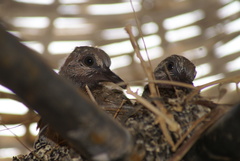 Streptopelia senegalensis