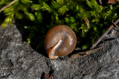 Oestophorella buvinieri