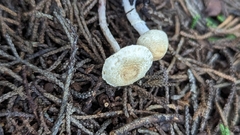 Lepiota scaberula