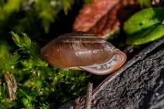 Oestophorella buvinieri