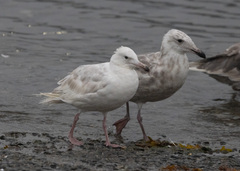Larus hyperboreus