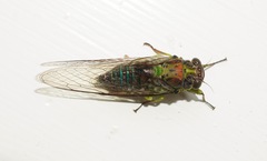 Kikihia scutellaris