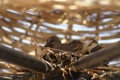 Streptopelia senegalensis