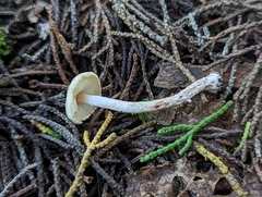 Lepiota scaberula