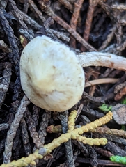 Lepiota scaberula