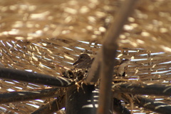 Streptopelia senegalensis