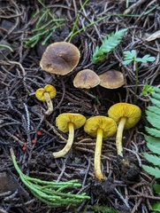 Lepiota luteophylla