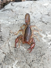 Mesomexovis variegatus