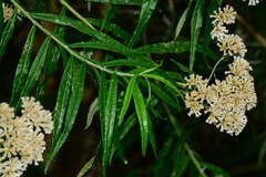 Ozothamnus ferrugineus