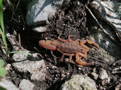 Centruroides limpidus