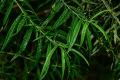 Ozothamnus ferrugineus