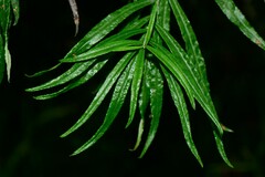 Ozothamnus ferrugineus