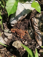 Centruroides limpidus