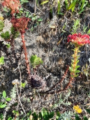 Crassula coccinea