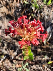 Crassula coccinea