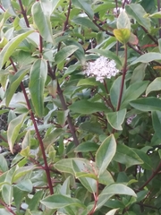 Viburnum tinus